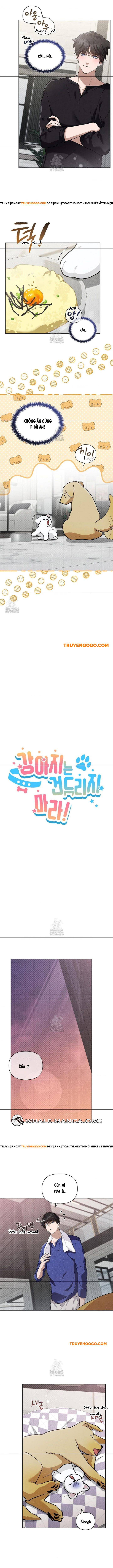 Đừng Đùa Với Cún Con: Chapter 47