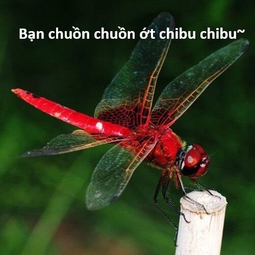 Hổ Đến Chơi Nhà (Puchimasu Miếu): Chapter 117