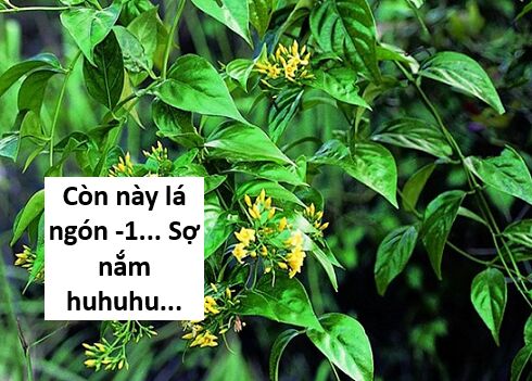 Hổ Đến Chơi Nhà (Puchimasu Miếu): Chapter 117