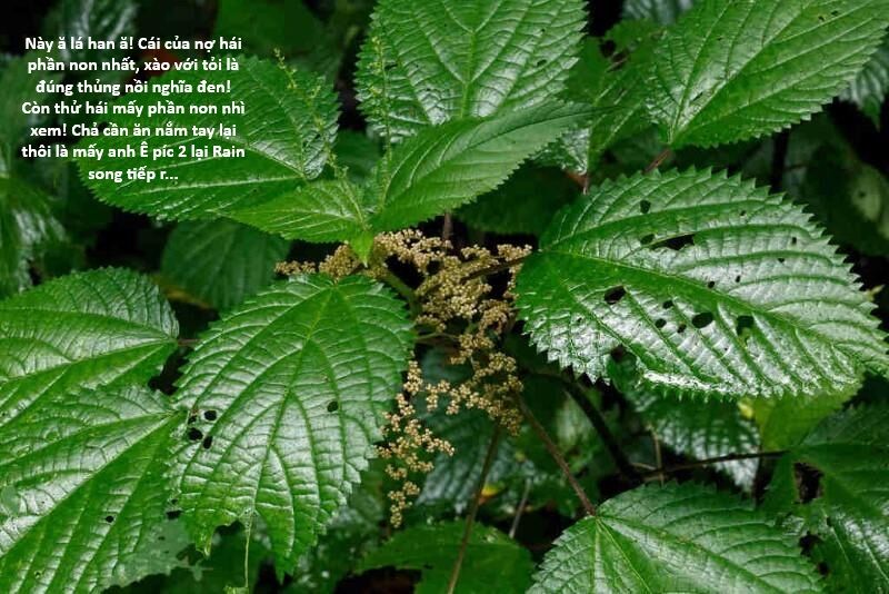 Hổ Đến Chơi Nhà (Puchimasu Miếu): Chapter 117