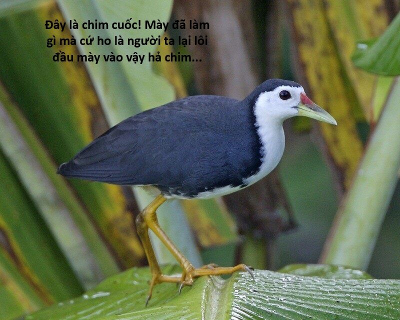 Hổ Đến Chơi Nhà (Puchimasu Miếu): Chapter 119