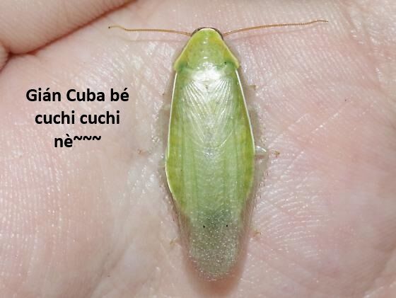 Hổ Đến Chơi Nhà (Puchimasu Miếu): Chapter 121