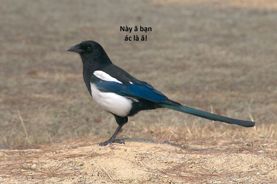 Hổ Đến Chơi Nhà (Puchimasu Miếu): Chapter 121