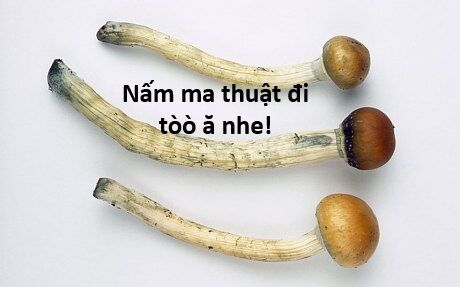 Hổ Đến Chơi Nhà (Puchimasu Miếu): Chapter 121