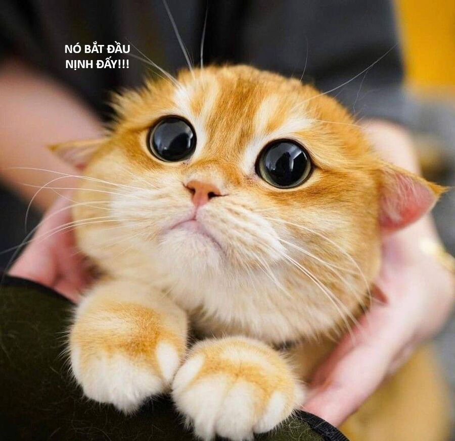 Hổ Đến Chơi Nhà (Puchimasu Miếu): Chapter 124