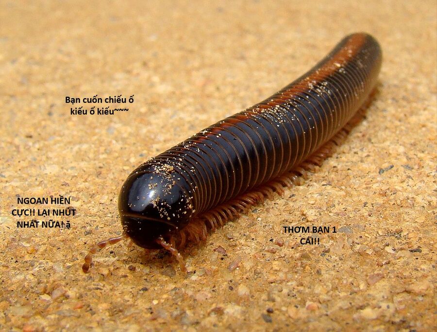 Hổ Đến Chơi Nhà (Puchimasu Miếu): Chapter 130