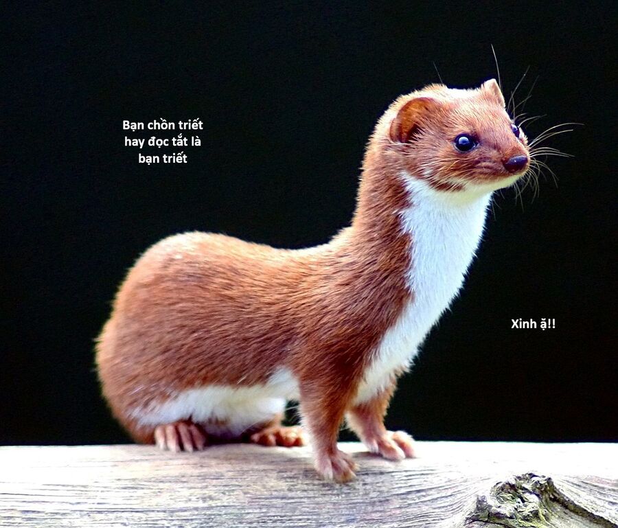 Hổ Đến Chơi Nhà (Puchimasu Miếu): Chapter 130