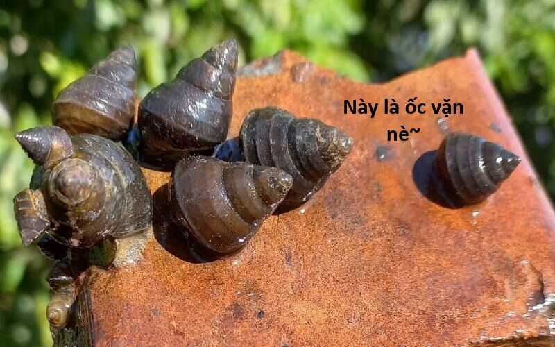 Hổ Đến Chơi Nhà (Puchimasu Miếu): Chapter 135