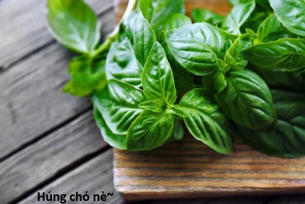 Hổ Đến Chơi Nhà (Puchimasu Miếu): Chapter 138