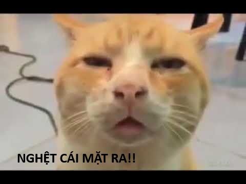 Hổ Đến Chơi Nhà (Puchimasu Miếu): Chapter 138