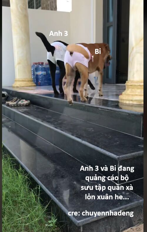 Hổ Đến Chơi Nhà (Puchimasu Miếu): Chapter 142