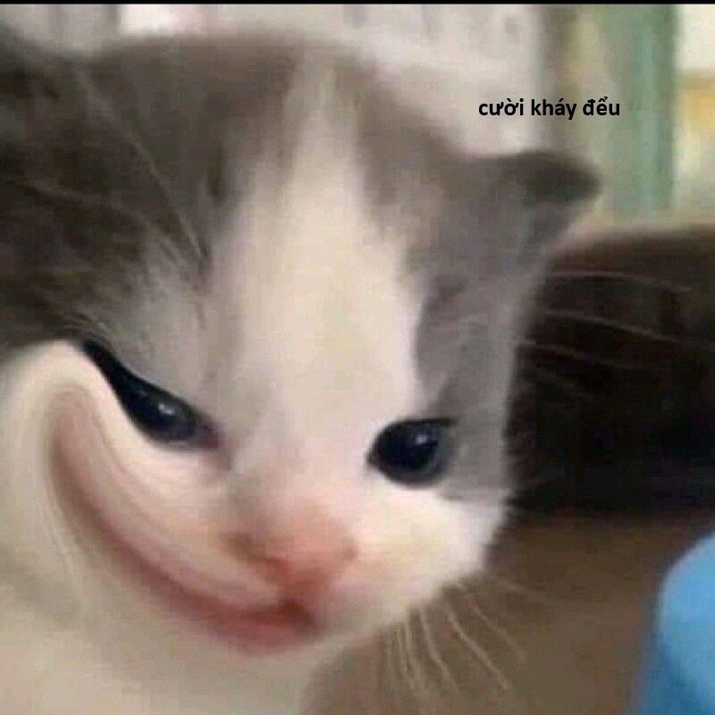 Hổ Đến Chơi Nhà (Puchimasu Miếu): Chapter 143