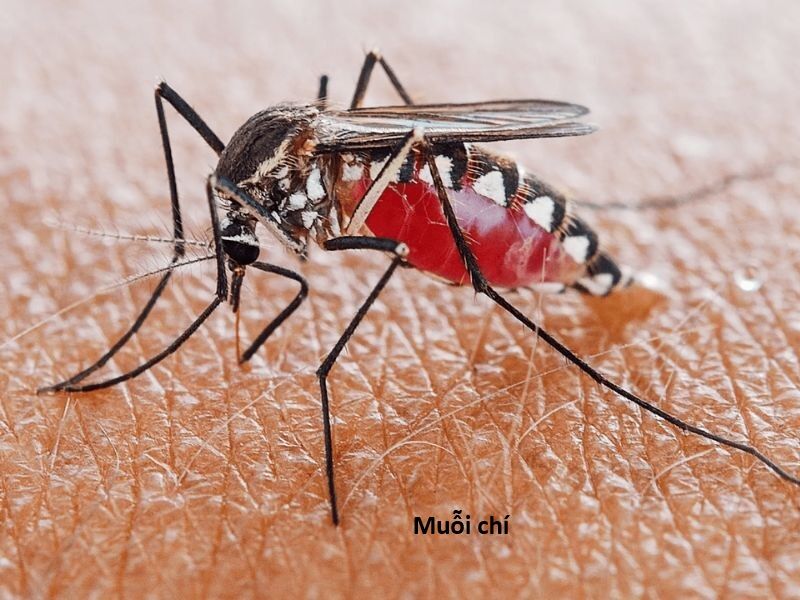 Hổ Đến Chơi Nhà (Puchimasu Miếu): Chapter 144