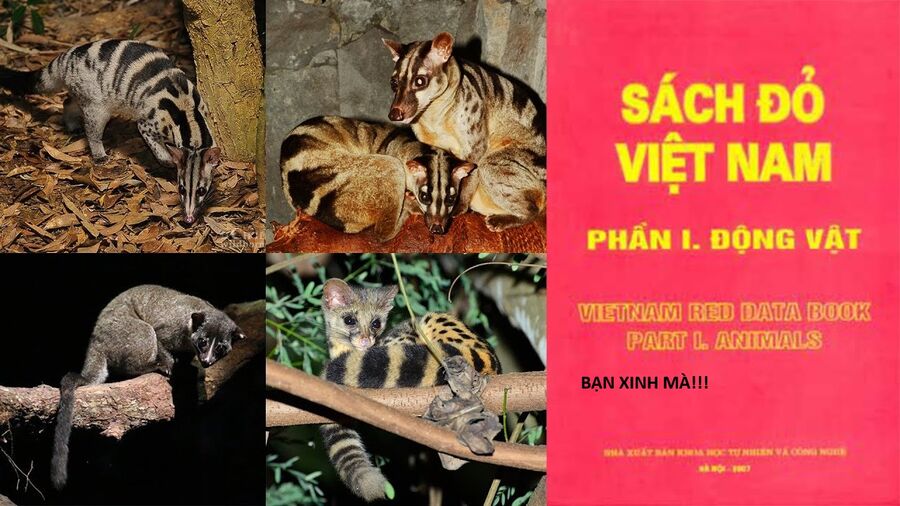 Hổ Đến Chơi Nhà (Puchimasu Miếu): Chapter 144