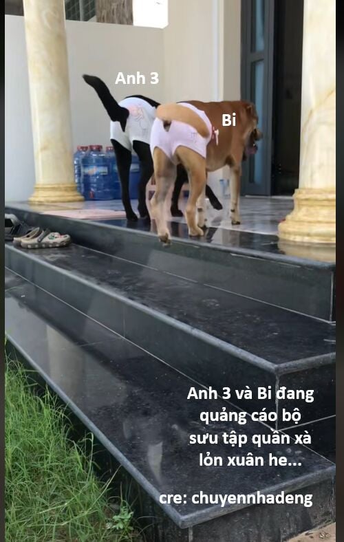 Hổ Đến Chơi Nhà: Chapter 142