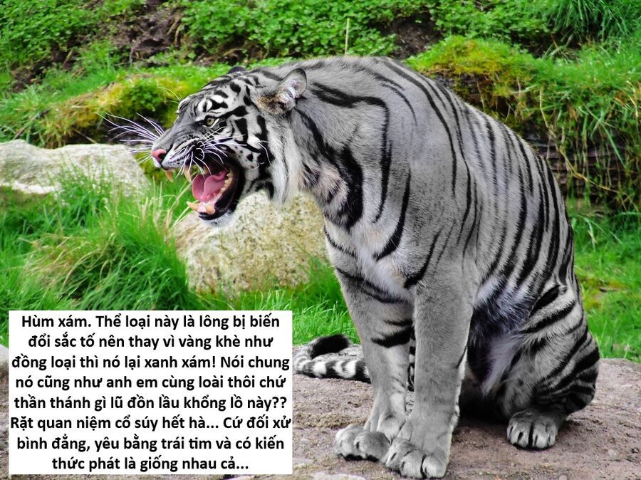 Hổ Đến Chơi Nhà: Chapter 147