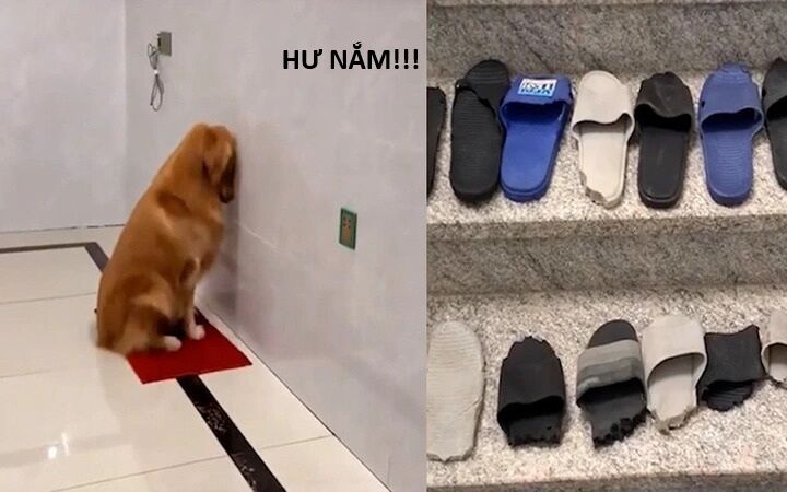 Hổ Đến Chơi Nhà: Chapter 159