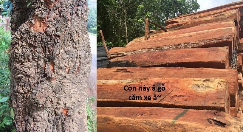 Ngay Cả Khi Hậu Tận Thế, Thật Hạnh Phúc Khi Vẫn Còn Được Sống... (Puchimasu Miếu): Chapter 44.1