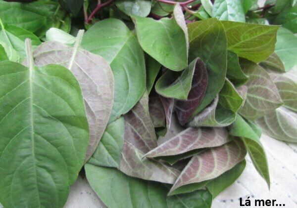 Ngay Cả Khi Hậu Tận Thế, Thật Hạnh Phúc Khi Vẫn Còn Được Sống... (Puchimasu Miếu): Chapter 48.2