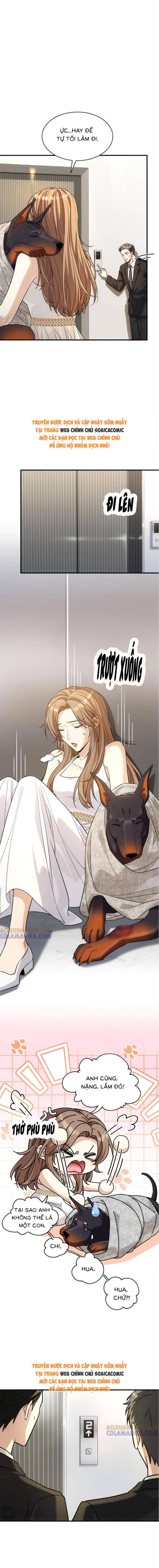 Tổng Tài Chó: Chapter 42